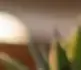 Vana
